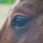 rsz_sarah-w-131360-unsplash